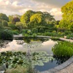 garden and pond